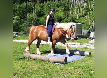 Polski koń zimnokrwisty, Klacz, 5 lat, 154 cm, Kasztanowata
