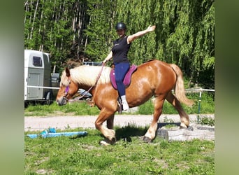 Polski koń zimnokrwisty, Klacz, 5 lat, 154 cm, Kasztanowata