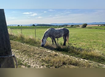 Polski koń zimnokrwisty, Klacz, 5 lat, 154 cm