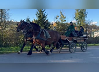 Polski koń zimnokrwisty, Klacz, 5 lat, 155 cm, Gniada