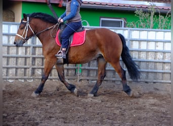 Polski koń zimnokrwisty, Klacz, 5 lat, 158 cm, Gniada