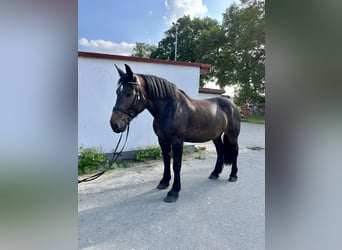 Polski koń zimnokrwisty, Klacz, 5 lat, 160 cm, Skarogniada