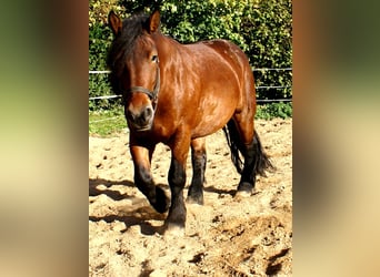 Polski koń zimnokrwisty, Klacz, 5 lat, 162 cm, Gniada