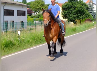 Polski koń zimnokrwisty, Klacz, 5 lat, Gniada