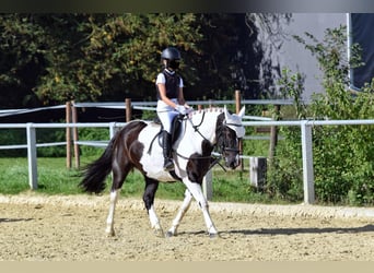 Polski koń zimnokrwisty, Klacz, 6 lat, 145 cm, Srokata