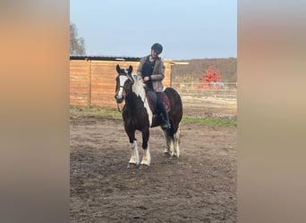 Polski koń zimnokrwisty Mix, Klacz, 6 lat, 153 cm, Srokata