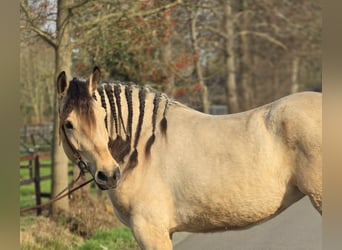 Polski koń zimnokrwisty, Klacz, 6 lat, 165 cm, Bułana