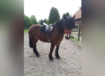Polski koń zimnokrwisty, Klacz, 6 lat, 165 cm, Ciemnogniada