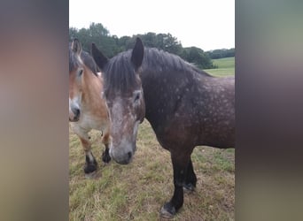 Polski koń zimnokrwisty, Klacz, 6 lat, 165 cm, Siwa w hreczce