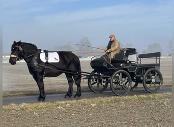 Polski koń zimnokrwisty, Klacz, 7 lat, 160 cm, Kara
