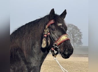 Polski koń zimnokrwisty, Klacz, 7 lat, 160 cm, Kara