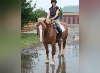 Polski koń zimnokrwisty, Klacz, 7 lat, 160 cm, Kasztanowata