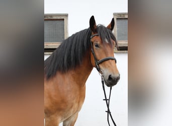 Polski koń zimnokrwisty, Klacz, 7 lat, 166 cm, Gniada