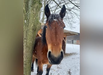 Polski koń zimnokrwisty Mix, Klacz, 8 lat, 156 cm, Gniada