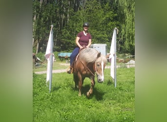 Polski koń zimnokrwisty, Klacz, 8 lat, 157 cm, Kasztanowata