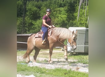 Polski koń zimnokrwisty, Klacz, 8 lat, 157 cm, Kasztanowata