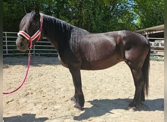 Polski koń zimnokrwisty, Klacz, 8 lat, 160 cm, Ciemnogniada