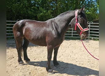 Polski koń zimnokrwisty, Klacz, 8 lat, 160 cm, Ciemnogniada