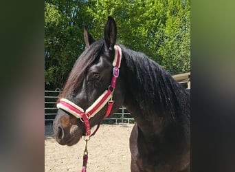 Polski koń zimnokrwisty, Klacz, 8 lat, 160 cm, Ciemnogniada