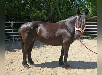 Polski koń zimnokrwisty, Klacz, 8 lat, 160 cm, Ciemnogniada