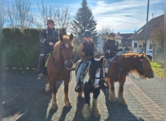 Polski koń zimnokrwisty, Klacz, 8 lat, 160 cm, Kasztanowata