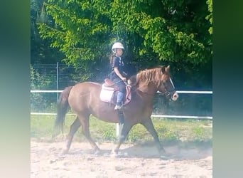 Polski koń zimnokrwisty Mix, Klacz, 9 lat, 153 cm, Ciemnokasztanowata