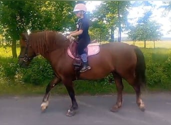 Polski koń zimnokrwisty Mix, Klacz, 9 lat, 153 cm, Ciemnokasztanowata