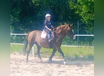 Polski koń zimnokrwisty Mix, Klacz, 9 lat, 153 cm, Ciemnokasztanowata