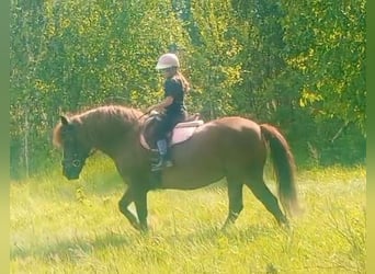 Polski koń zimnokrwisty Mix, Klacz, 9 lat, 153 cm, Ciemnokasztanowata