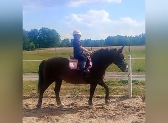 Polski koń zimnokrwisty Mix, Klacz, 9 lat, 153 cm, Ciemnokasztanowata