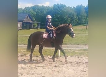 Polski koń zimnokrwisty Mix, Klacz, 9 lat, 153 cm, Ciemnokasztanowata