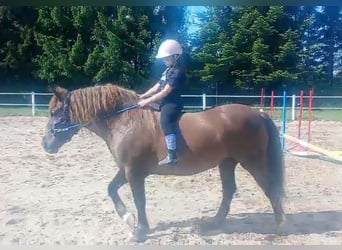 Polski koń zimnokrwisty Mix, Klacz, 9 lat, 153 cm, Ciemnokasztanowata