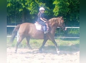 Polski koń zimnokrwisty Mix, Klacz, 9 lat, 153 cm, Ciemnokasztanowata