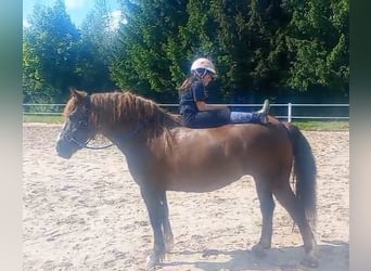 Polski koń zimnokrwisty Mix, Klacz, 9 lat, 153 cm, Ciemnokasztanowata