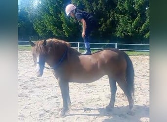 Polski koń zimnokrwisty Mix, Klacz, 9 lat, 153 cm, Ciemnokasztanowata
