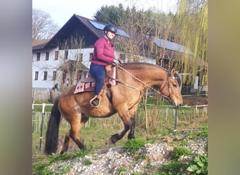 Polski koń zimnokrwisty, Klacz, 9 lat, 154 cm, Bułana