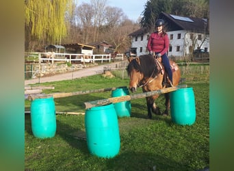 Polski koń zimnokrwisty, Klacz, 9 lat, 154 cm, Bułana