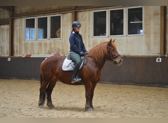 Polski koń zimnokrwisty, Klacz, 9 lat, 157 cm, Kasztanowata