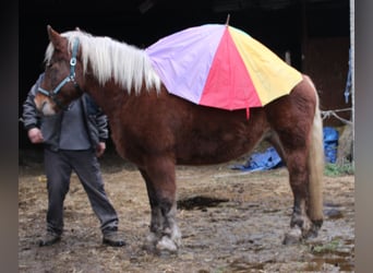 Polski koń zimnokrwisty, Klacz, 9 lat, 157 cm, Kasztanowata