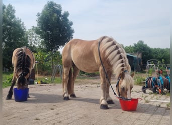 Polski koń zimnokrwisty, Klacz, 9 lat, 157 cm, Kasztanowata