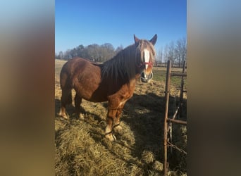 Polski koń zimnokrwisty, Klacz, 9 lat, 160 cm, Jasnogniada