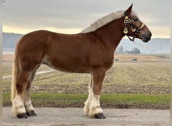 Polski koń zimnokrwisty, Klacz, 9 lat, 164 cm, Kasztanowata