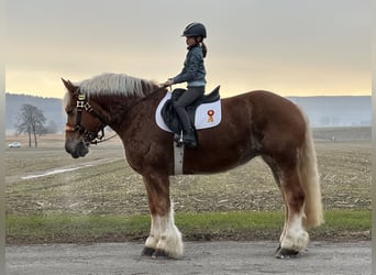 Polski koń zimnokrwisty, Klacz, 9 lat, 164 cm, Kasztanowata