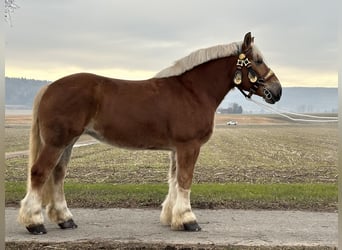 Polski koń zimnokrwisty, Klacz, 9 lat, 164 cm, Kasztanowata