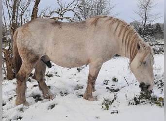 Polski koń zimnokrwisty, Ogier, 10 lat, 160 cm, Siwa