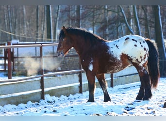Polski koń zimnokrwisty, Ogier, 2 lat, 160 cm, Tarantowata