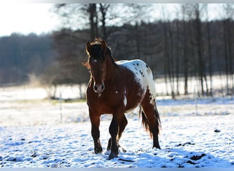 Polski koń zimnokrwisty, Ogier, 3 lat, 160 cm, Tarantowata