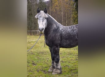 Polski koń zimnokrwisty, Ogier, 4 lat, 180 cm, Siwa jabłkowita