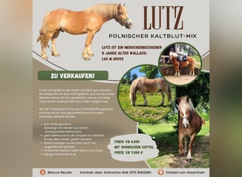 Polski koń zimnokrwisty Mix, Wałach, 11 lat, Kasztanowata