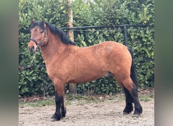 Polski koń zimnokrwisty, Wałach, 3 lat, 146 cm, Jasnogniada